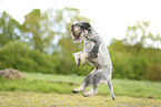 Mittelschnauzer