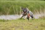 Mittelschnauzer