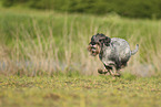 Mittelschnauzer