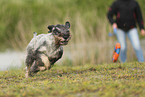 Mittelschnauzer