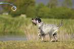 Mittelschnauzer