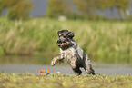 Mittelschnauzer