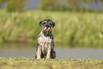 Mittelschnauzer