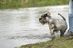 Mittelschnauzer