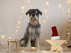 Mittelschnauzer in Weihnachtsdekoration