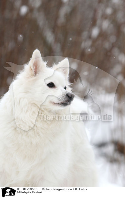 Mittelspitz Portrait / KL-10503