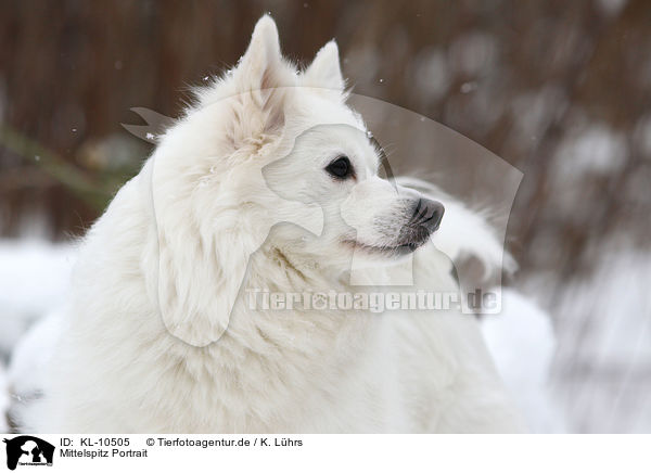 Mittelspitz Portrait / KL-10505