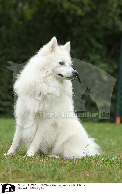 sitzender Mittelspitz / KL-11765