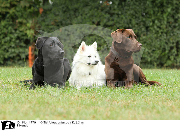 3 Hunde / KL-11779