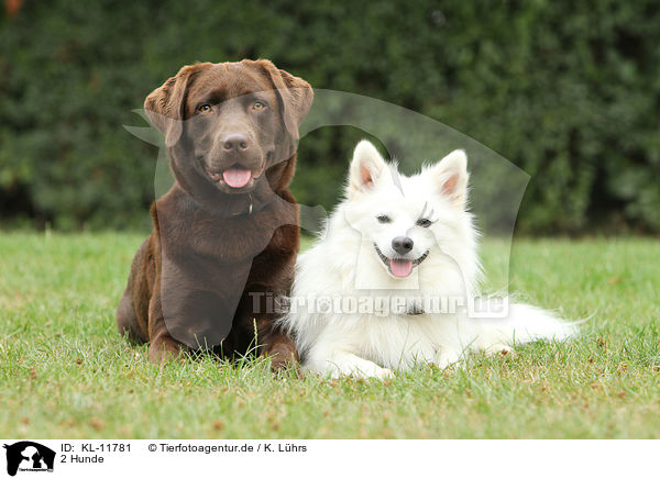 2 Hunde / KL-11781