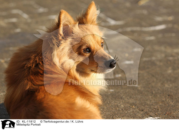 Mittelspitz Portrait / KL-11812