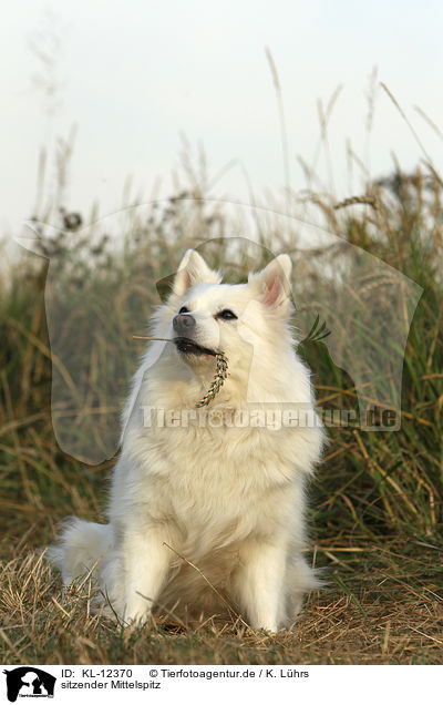 sitzender Mittelspitz / sitting Spitz / KL-12370