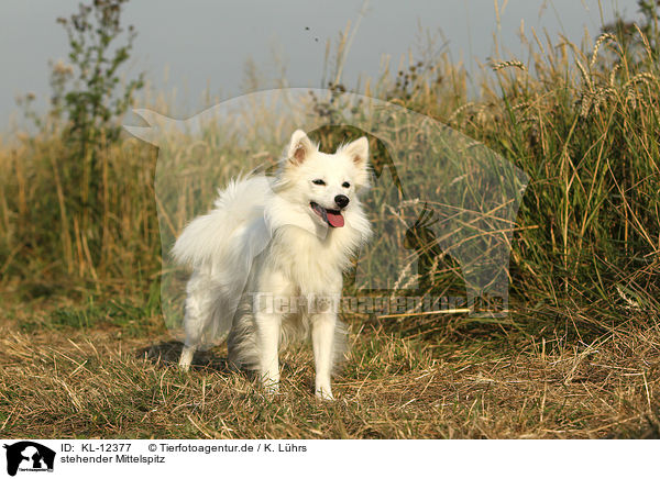 stehender Mittelspitz / KL-12377