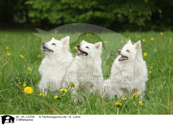 3 Mittelspitze / 3 Standard German Spitz / KL-13708