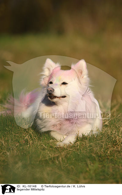 liegender Mittelspitz / lying Standard German Spitz / KL-16148