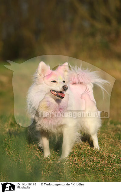 Mittelspitz / KL-16149