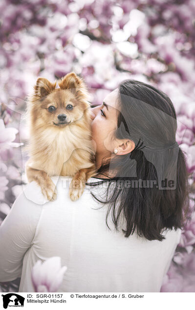 Mittelspitz Hndin / SGR-01157