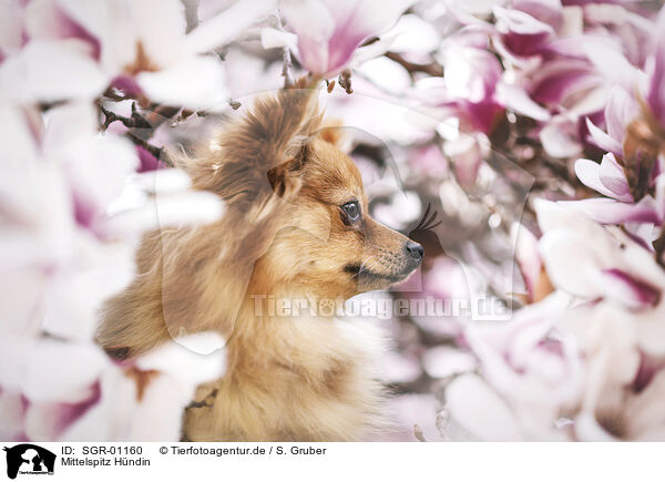 Mittelspitz Hndin / SGR-01160
