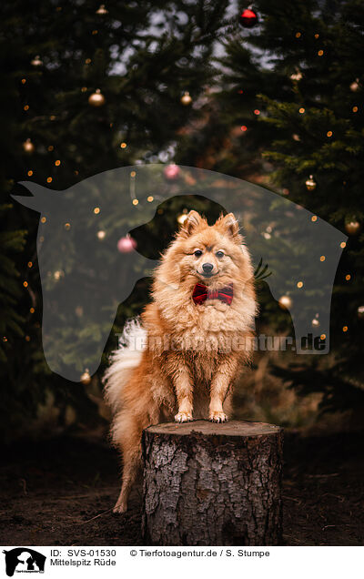 Mittelspitz Rde / male German Spitz / SVS-01530