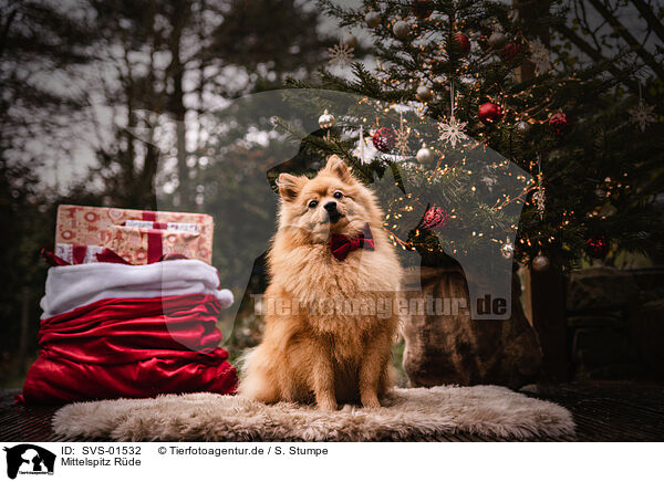 Mittelspitz Rde / male German Spitz / SVS-01532