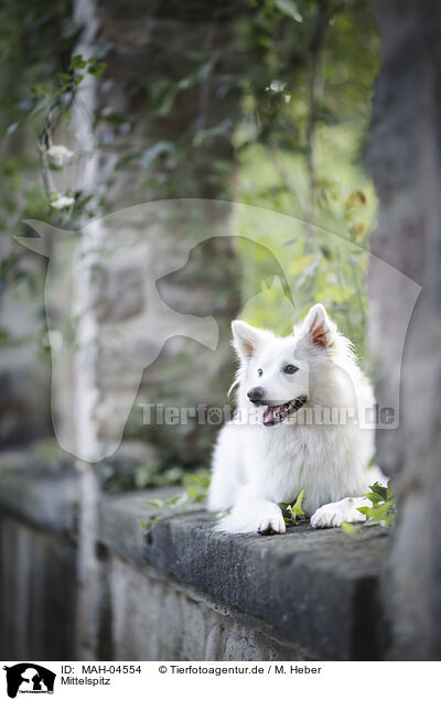 Mittelspitz / Standard German Spitz / MAH-04554