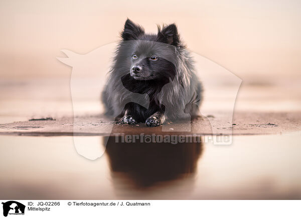 Mittelspitz / JQ-02266