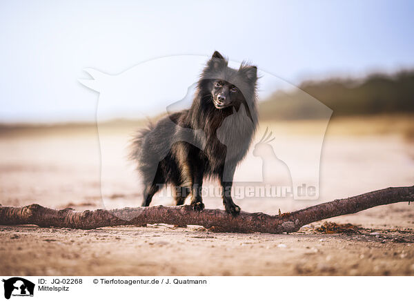 Mittelspitz / JQ-02268