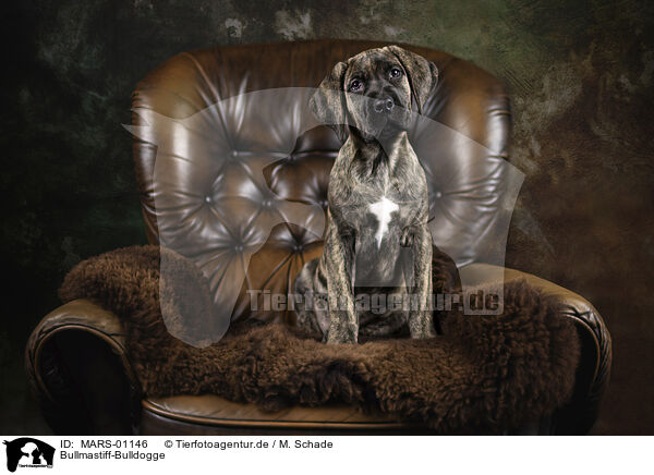 Bullmastiff-Bulldogge / MARS-01146