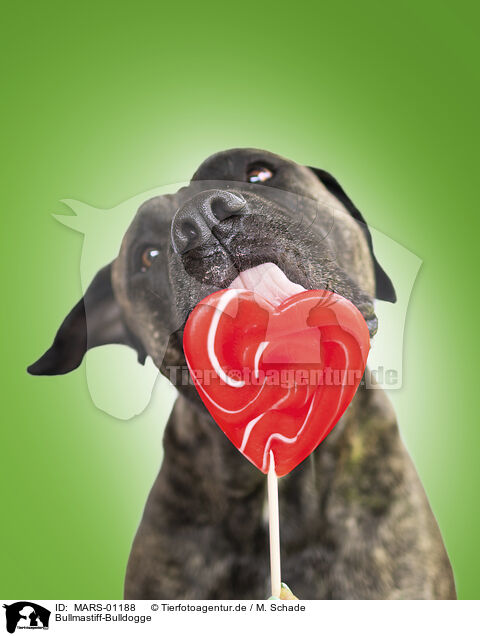 Bullmastiff-Bulldogge / Bullmastiff-Bulldogge / MARS-01188