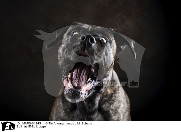 Bullmastiff-Bulldogge / Bullmastiff-Bulldogge / MARS-01245