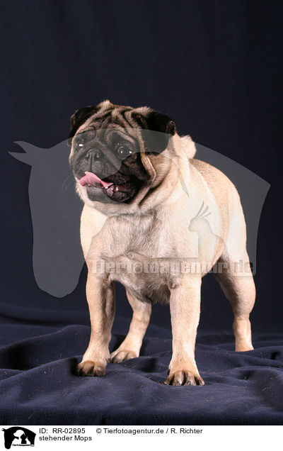 stehender Mops / RR-02895