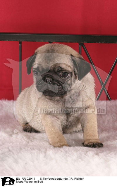 Mops Welpe im Bett / Pug Puppy / RR-02911