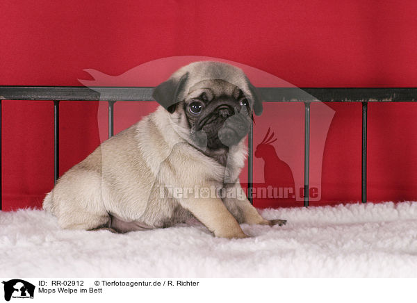 Mops Welpe im Bett / Pug Puppy / RR-02912