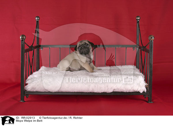 Mops Welpe im Bett / Pug Puppy / RR-02913