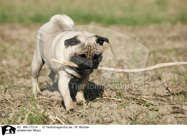 spielender Mops / playing pug / RR-17314
