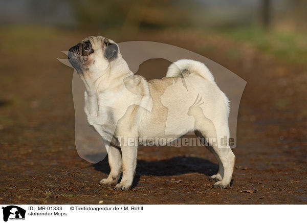 stehender Mops / standing pug / MR-01333