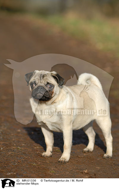 stehender Mops / standing pug / MR-01336