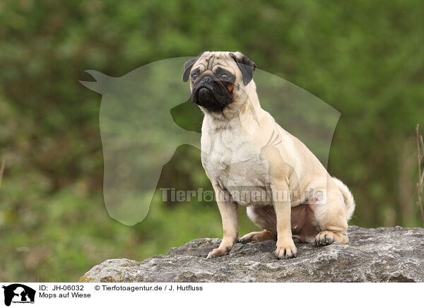 Mops auf Wiese / pug on meadow / JH-06032
