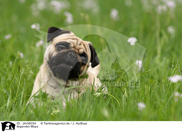 liegender Mops / JH-06054