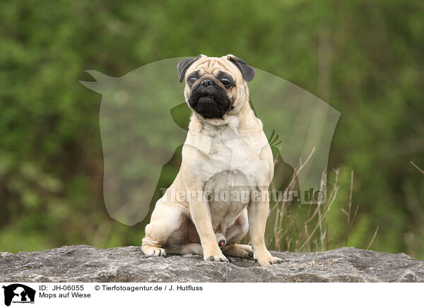 Mops auf Wiese / pug on meadow / JH-06055