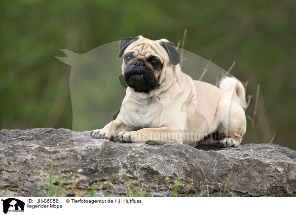 liegender Mops / lying pug / JH-06056