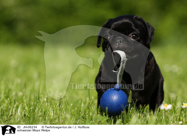 schwarzer Mops Welpe / black pug puppy / JH-06234