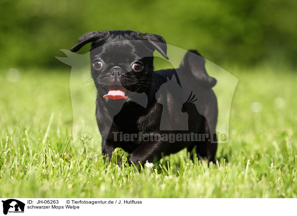 schwarzer Mops Welpe / black pug puppy / JH-06263