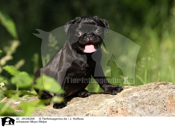 schwarzer Mops Welpe / black pug puppy / JH-06266