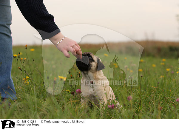 fressender Mops / eating pug / MB-01281