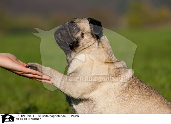 Mops gibt Pftchen / pug gives paw / IPI-02001