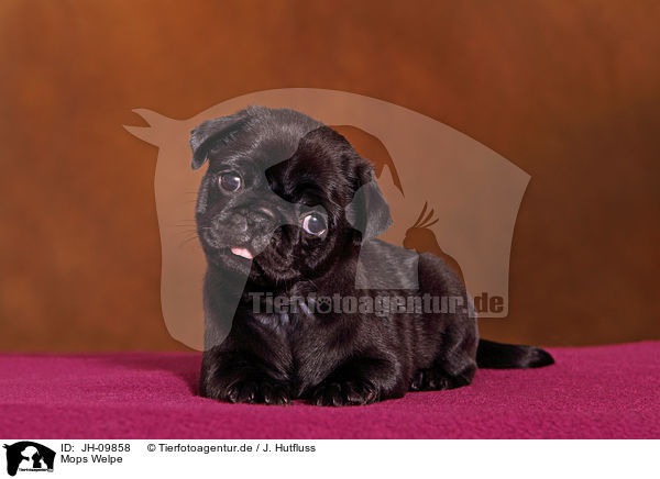 Mops Welpe / pug puppy / JH-09858