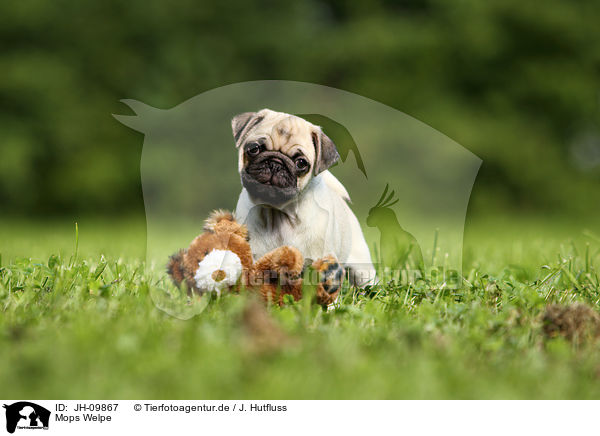 Mops Welpe / pug puppy / JH-09867