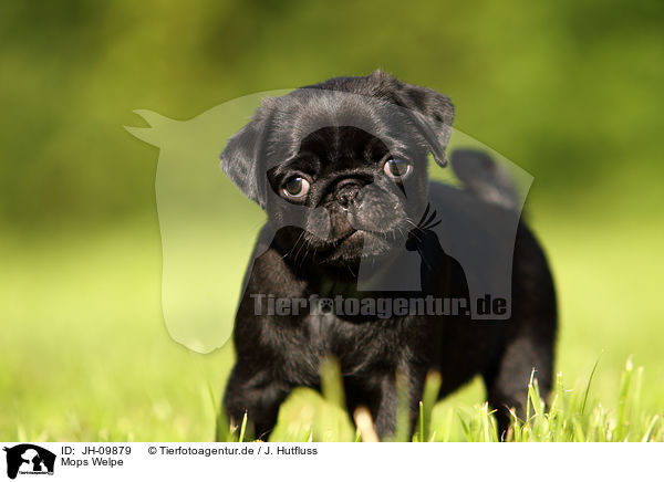 Mops Welpe / pug puppy / JH-09879