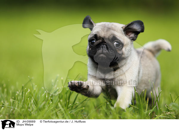 Mops Welpe / pug puppy / JH-09889